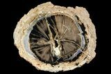 Wide Petrified Wood (Schinoxylon) Limb - Blue Forest, Wyoming #141439-1